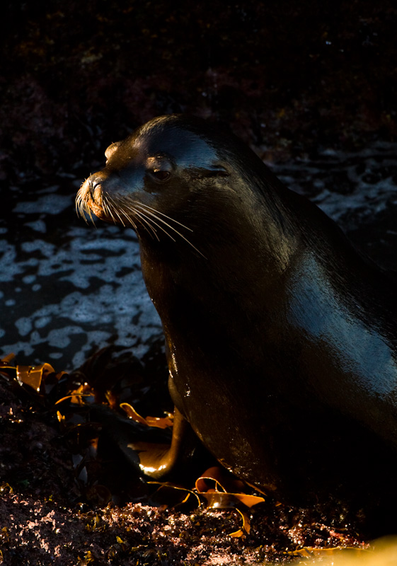 California Sea Lion